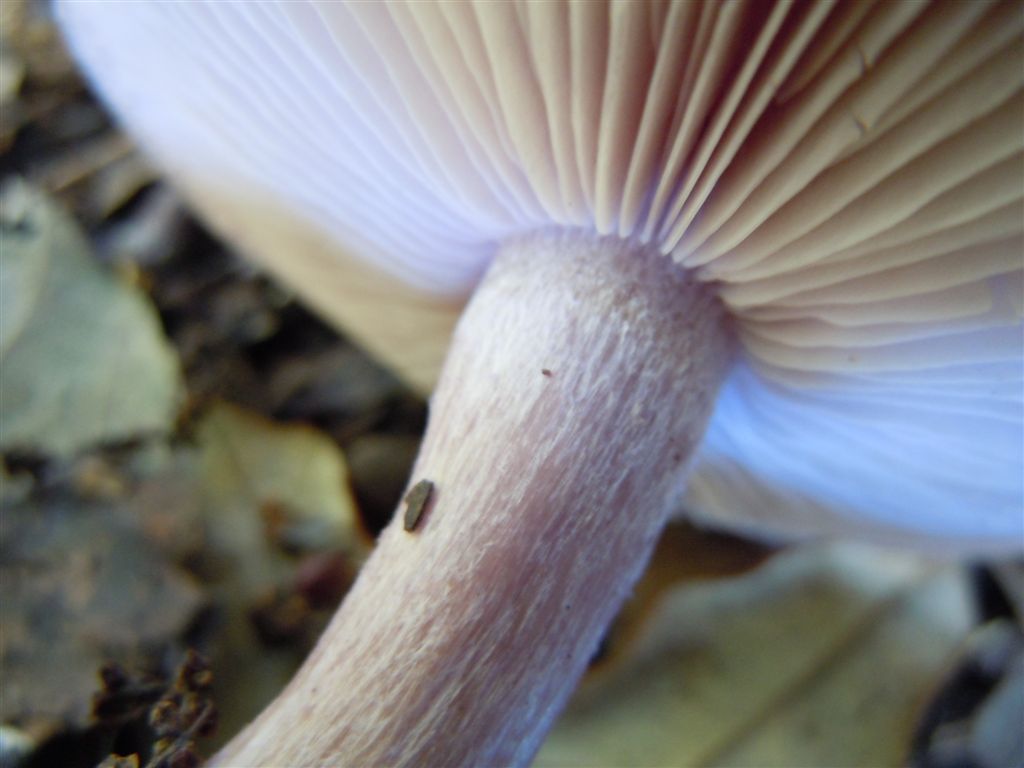 Funghi da Capodimonte
